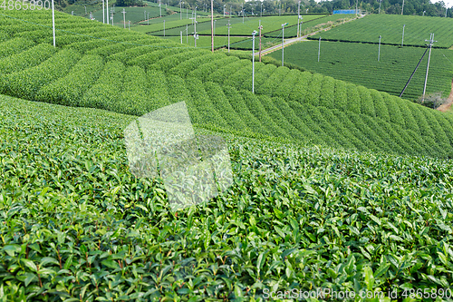 Image of Fresh green tea plantation farm