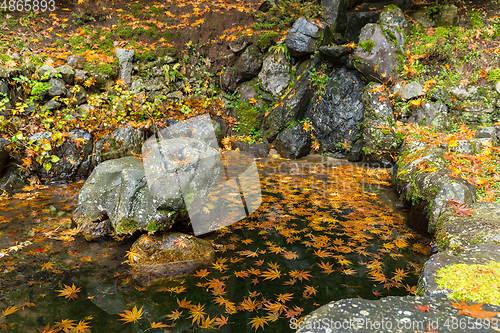 Image of Beautiful maple landscape