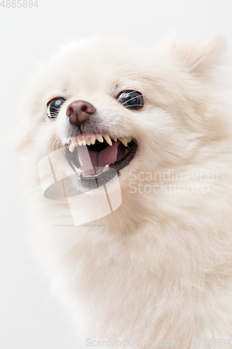 Image of Pomeranian feeling angry