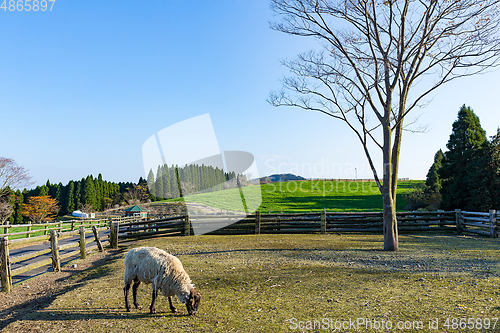 Image of Beautiful Farm