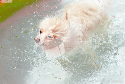 Image of White dog shaking off water