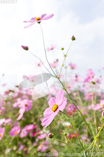 Image of Cosmos flowers blooming in the garden