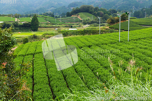 Image of Fresh Green Tea field