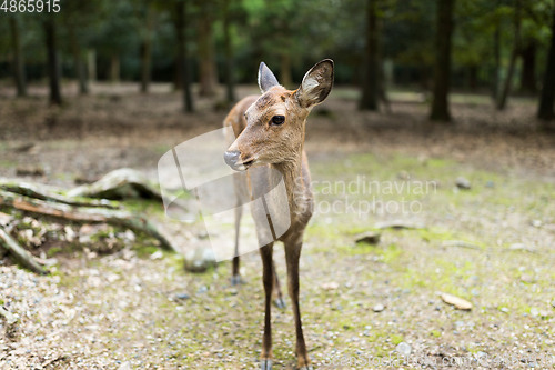 Image of Nara deer