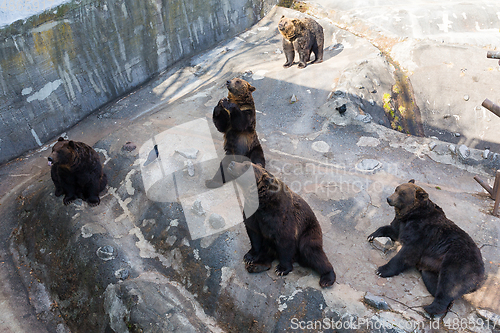 Image of Cute Bear in zoo park