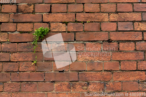 Image of Red brick wall texture