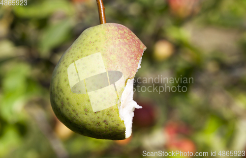 Image of bite pear