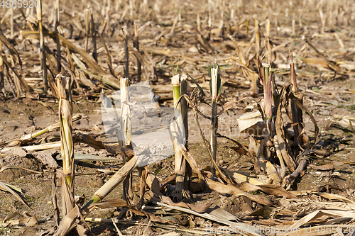 Image of maize plants