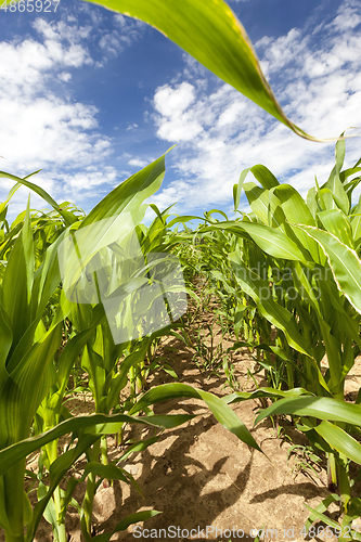 Image of row with corn