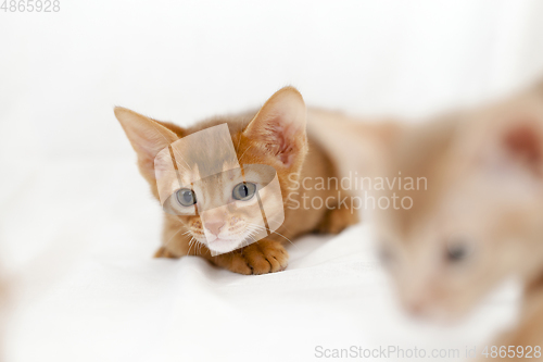 Image of kittens Abyssinian