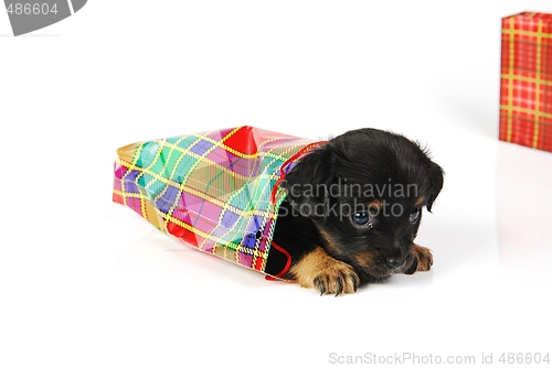 Image of  Puppy in  gift bag