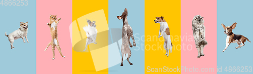 Image of Creative collage of different breeds of dogs jumping and playing on colorful background