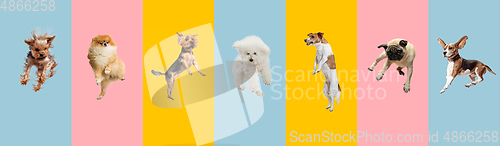 Image of Creative collage of different breeds of dogs jumping and playing on colorful background