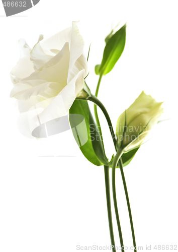 Image of Isolated white flowers