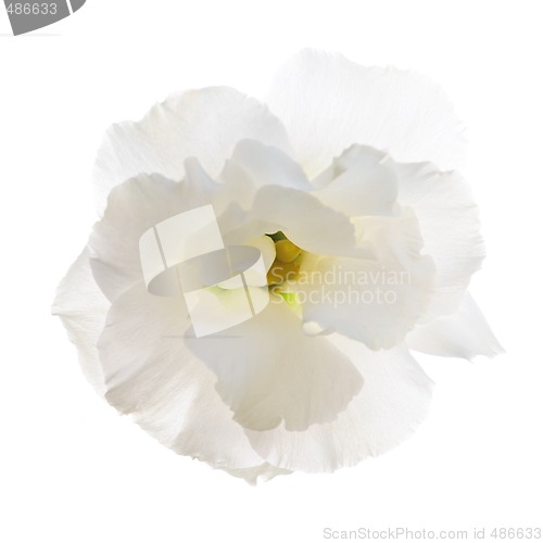 Image of Isolated white flower