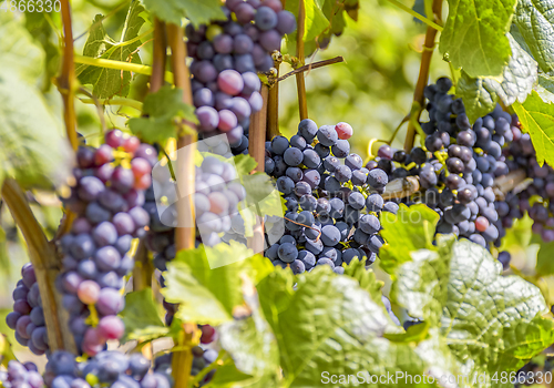 Image of blue grapes closeup