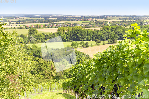 Image of winegrowing scenery in Hohenlohe