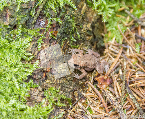 Image of small common toad