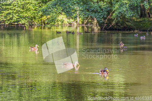 Image of Wild ducks swimming in a pond