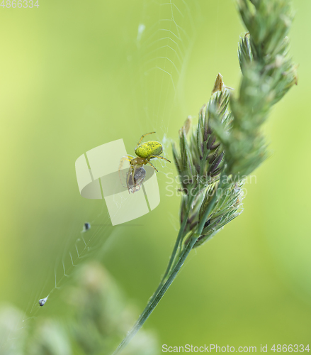 Image of spider with prey