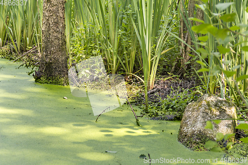 Image of sunny wetland scenery