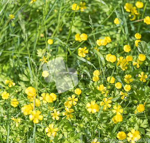 Image of wildflowers at spring time