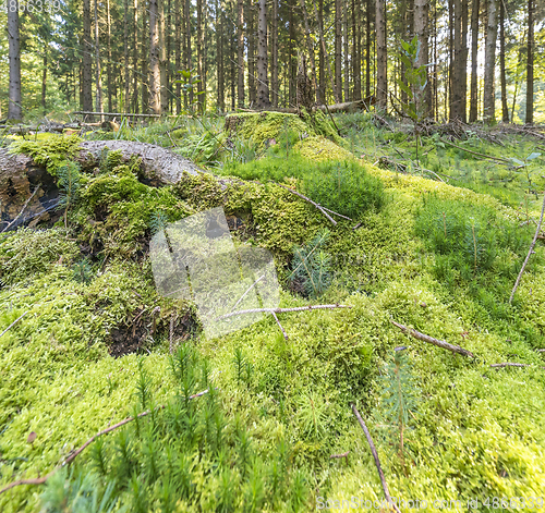 Image of sunny forest scenery