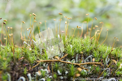 Image of moss spores closeup