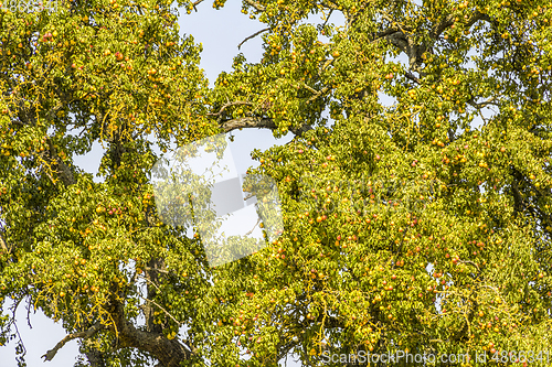 Image of pear tree detail