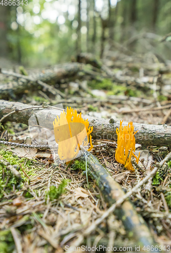 Image of orange coral fungi