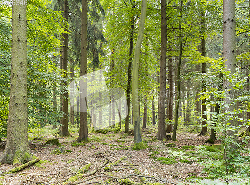 Image of idyllic forest scenery