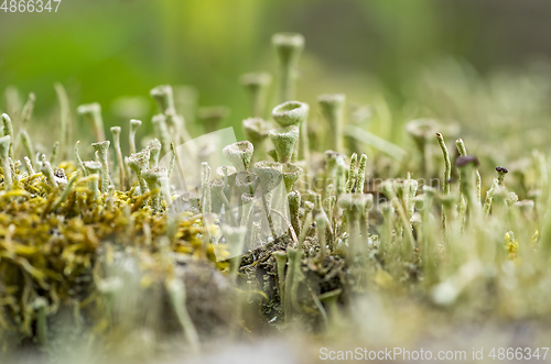 Image of cup lichen vegetation closeup