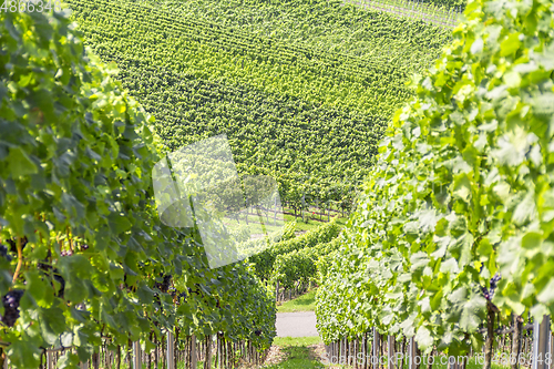 Image of sunny vineyard scenery