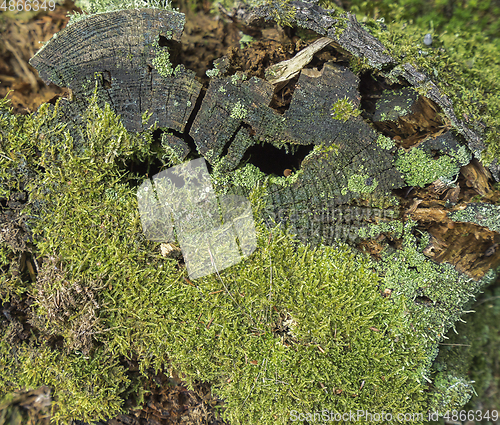 Image of rotting tree trunk closeup