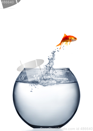 Image of goldfish jumping out of the water