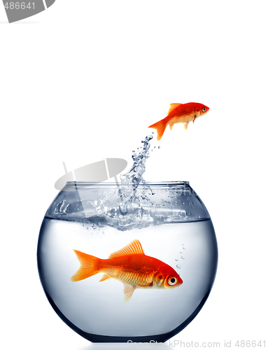 Image of goldfish jumping out of the water