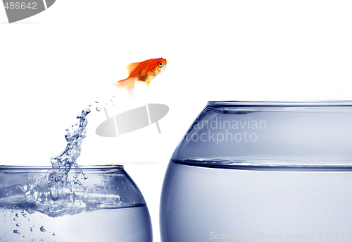 Image of goldfish jumping out of the water