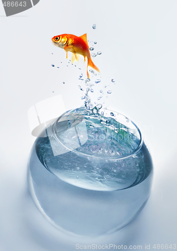 Image of goldfish jumping out of the water