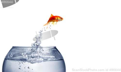 Image of goldfish jumping out of the water