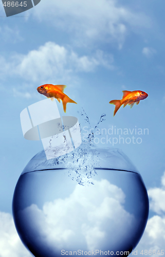 Image of goldfish jumping out of the water