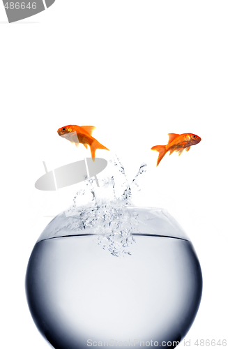 Image of goldfish jumping out of the water