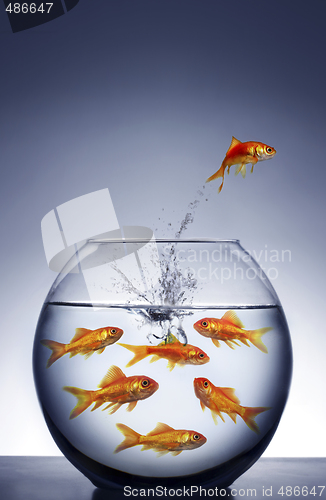 Image of goldfish jumping out of the water 