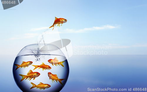 Image of goldfish jumping out of the water from a  crowded bowl