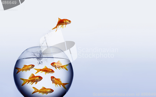 Image of goldfish jumping out of the water from a  crowded bowl