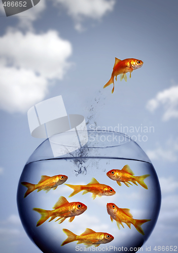 Image of goldfish jumping out of the water from a  crowded bowl