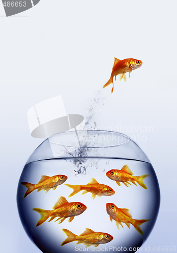 Image of Goldfish jumping