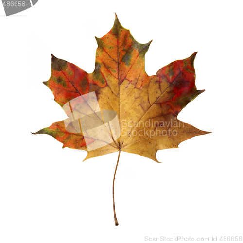 Image of Maple Leaf