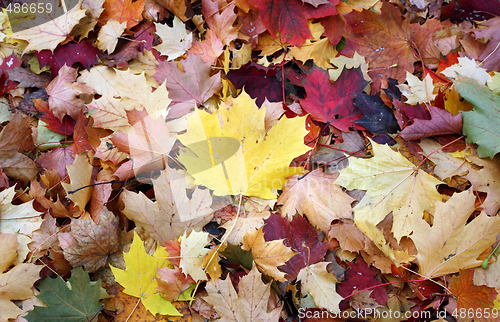 Image of Autumn leaf