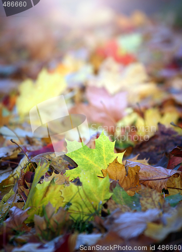 Image of Autumn leaf