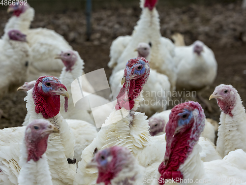 Image of Turkey-poult